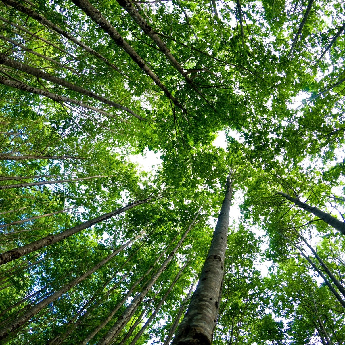 A photograph taken from the forest floor, looking up to the tops of the tall leafy trees. 