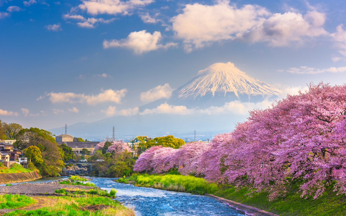 A wide angle shot of a mountain in Japan with a river and cherry blossom trees in the foreground. The mountain is covered in a blanket of clouds, with the peak of the mountain visible through the clouds